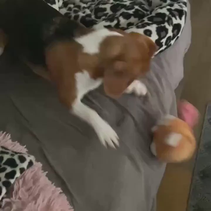 Hamsty