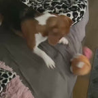 Hamsty
